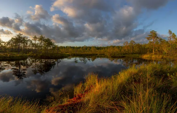 Картинка осень, лес, трава, облака, пейзаж, закат, природа, отражение, болото, Карелия, Vaschenkov Pavel