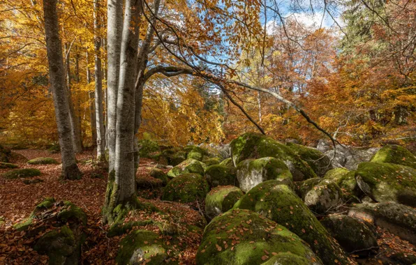 Картинка осень, лес, деревья, пейзаж, природа, камни, Александър Сандев