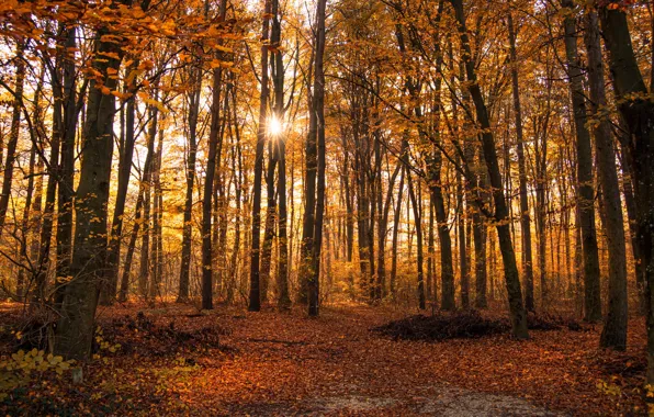 Картинка осень, лес, листья, деревья, парк, лучи солнца, жёлтые