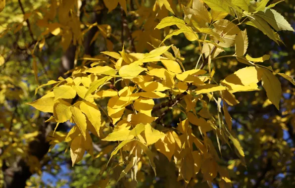 Картинка осень, свет, ветки, дерево, листва, желтые, осенние листья