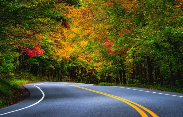 Картинка дорога, осень, лес, деревья, разметка, поворот, Vermont, Вермонт, Smugglers Notch