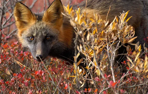 Картинка осень, природа, животное, Канада, лиса, лисица, кустарники