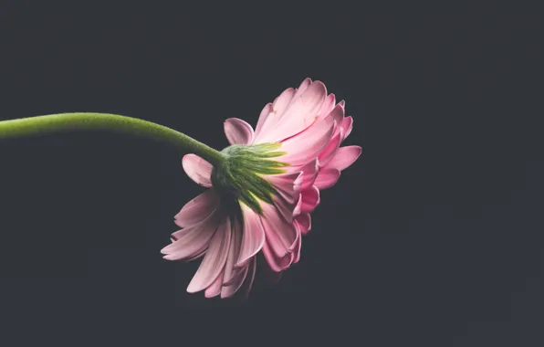 Картинка цветок, темный фон, flower, флора, flora, dark background