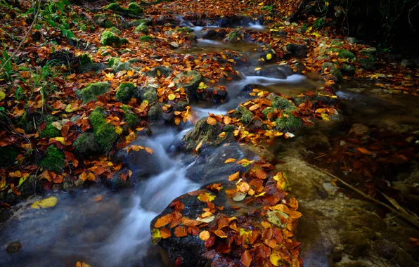 Картинка осень, ручей, камни, листва, осенние листья