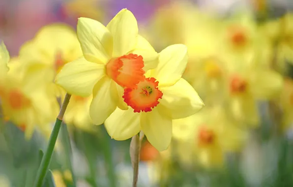 Картинка цветы, желтый, весна, нарциссы