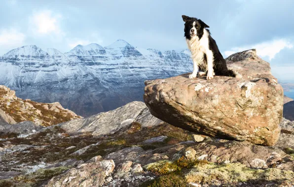 Картинка взгляд, горы, поза, камни, камень, собака, стоит, бордер-колли, валун, снежные вершины
