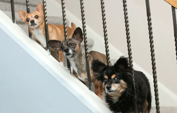 Картинка собаки, лестница, трио, троица