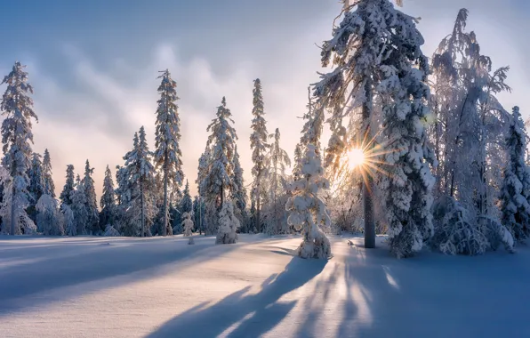 Картинка зима, лес, снег, деревья, сугробы