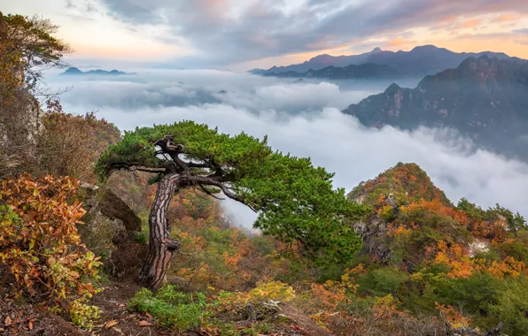 Картинка осень, облака, пейзаж, горы, природа, дерево, скалы, сосна, Южная Корея, заповедник, Wolaksan