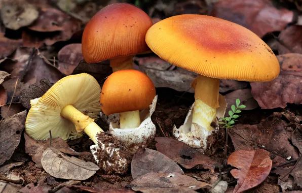 Картинка грибы, мухоморы, семейка, amanita mafingensis