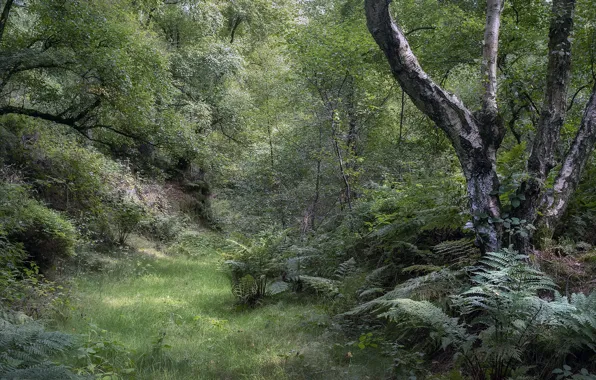 Картинка лес, трава, туман, фото, дерево