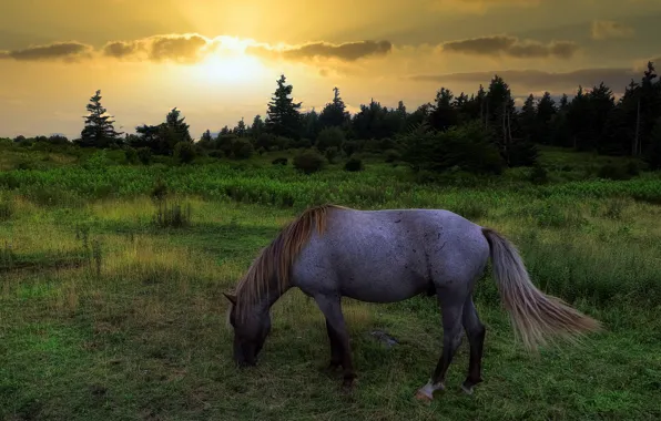 Картинка поле, закат, природа, конь