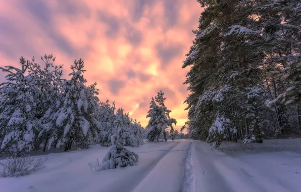 Картинка зима, снег, деревья, пейзаж, закат, природа, тропинка