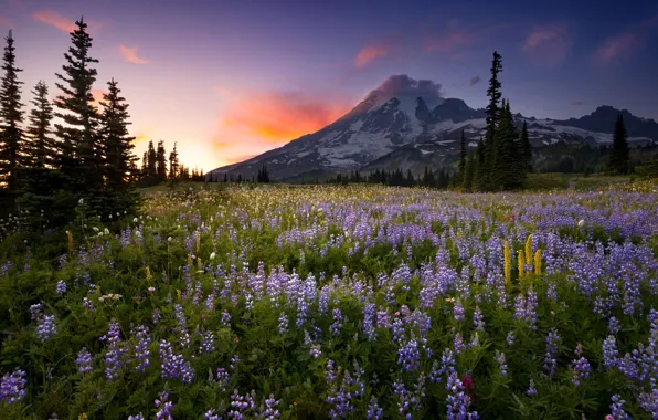 Картинка закат, цветы, природа, гора, люпин, Doug Shearer