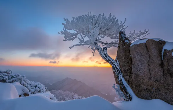 Картинка зима, иней, небо, снег, горы, туман, камни, дерево, скалы, в снегу, высота, даль, горизонт, сугробы, …