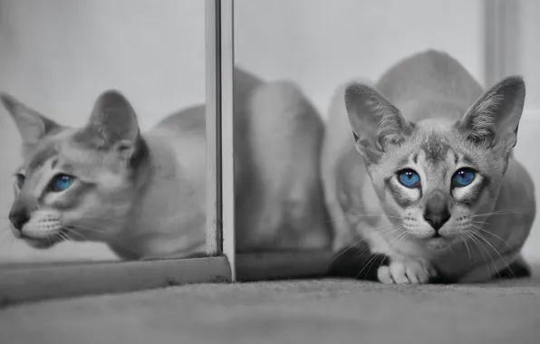 Картинка кошка, кот, взгляд, отражение, мордочка, голубые глаза, монохром, Ориентальная кошка, Ориентал