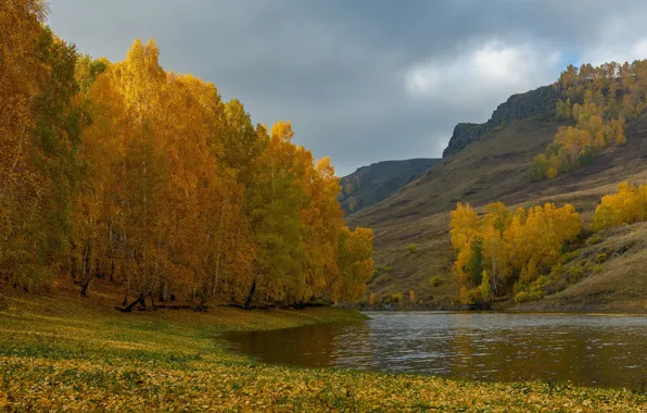 Картинка осень, деревья, пейзаж, горы, природа, холмы, склон, берёзы, речушка, березняк, Александр Макеев