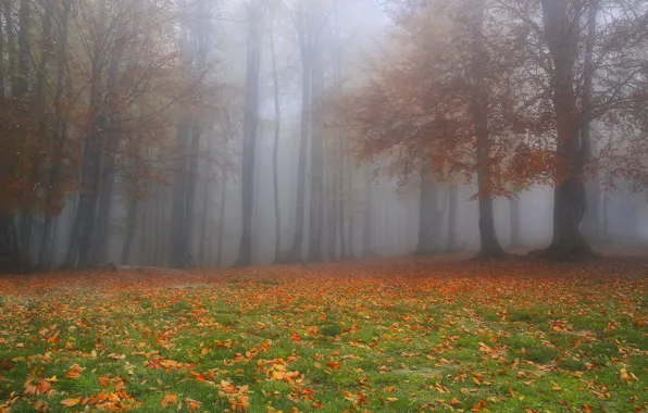 Картинка осень, лес, листья, деревья, ветки, природа, туман, парк, поляна, листва, утро, листопад, осенние, осенняя листва