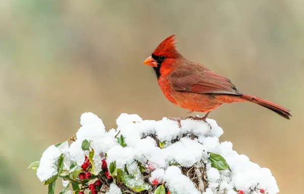Картинка зима, снег, ягоды, фон, птица, куст, птичка, кардинал, красный кардинал