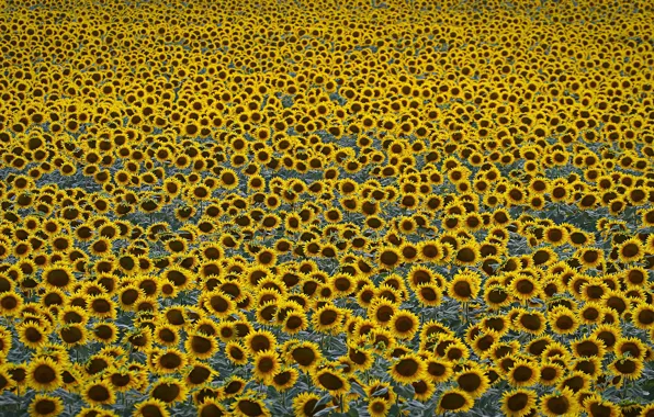Картинка field, sunflowers, agriculture