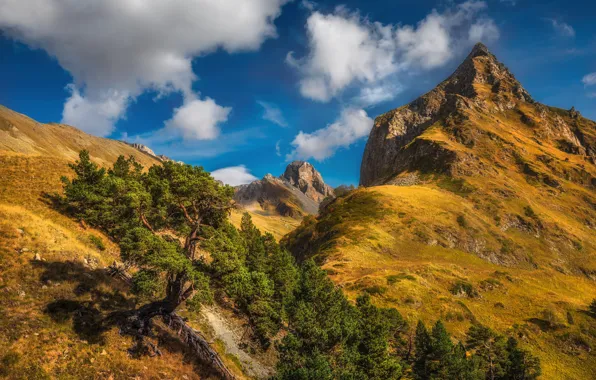 Картинка деревья, пейзаж, горы, природа, Кавказ, Загедан-Скала, Шхуанта