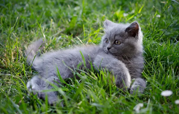 Картинка кошка, трава, взгляд, поза, котенок, серый, поляна, лежит, мордашка, британский