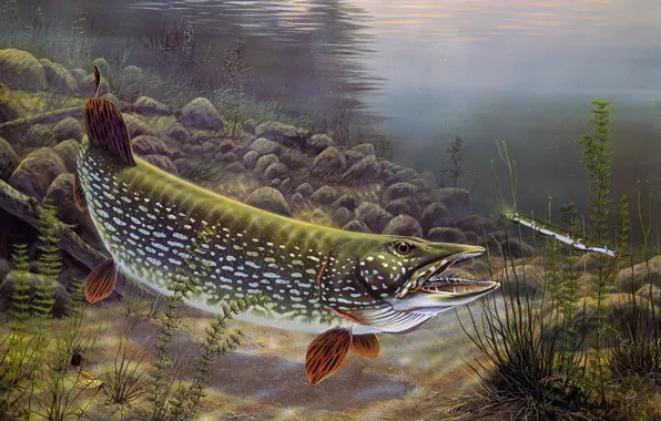 Картинка река, рисунок, рыба, картина, арт, живопись, под водой, водоем, блесна, щука, наживка, Rick Kelley