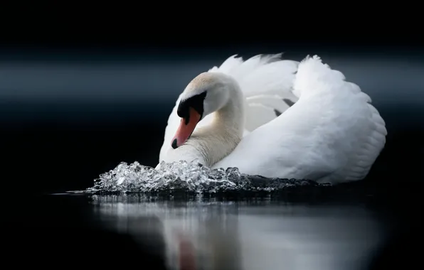 Картинка белый, вода, темный фон, птица, лебедь, водоем, плавание