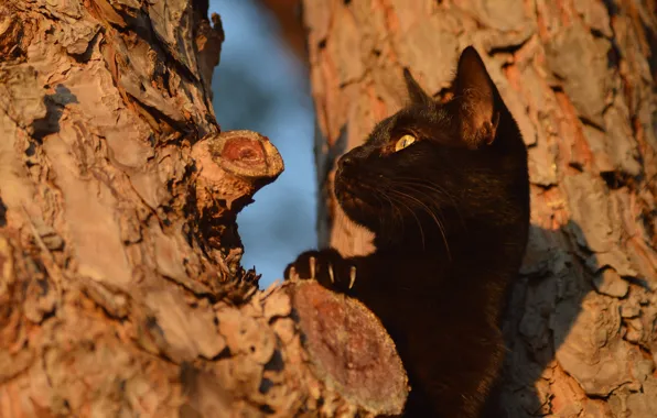 Картинка кошка, кот, взгляд, морда, свет, дерево, черный, лапа, когти, профиль, кора, сук