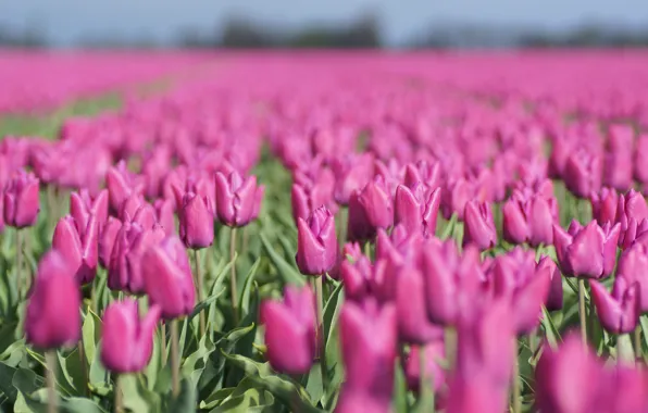 Картинка поле, цветы, весна, тюльпаны, розовые, бутоны, много, боке, плантация