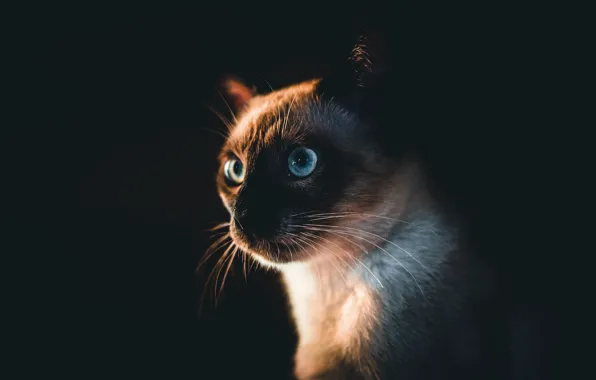 Картинка кошка, кот, взгляд, морда, черный фон, сиамский
