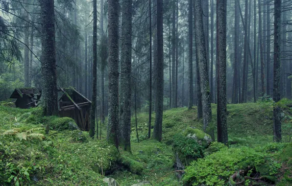 Картинка лес, деревья, природа, заброшенный дом