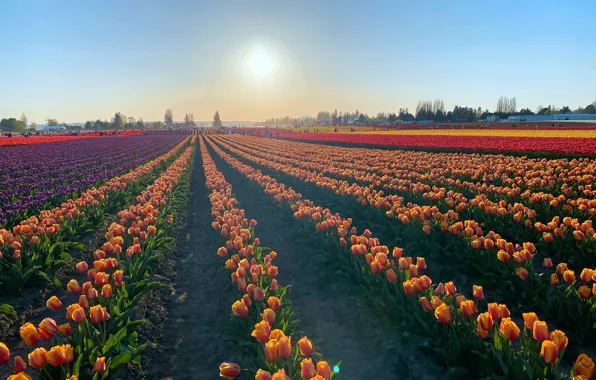 Картинка поле, небо, солнце, свет, цветы, голубое, весна, фиолетовые, тюльпаны, красные, дымка, оранжевые, разные, ряды, ферма, …