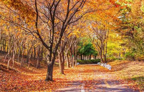Картинка дорога, осень, листья, деревья, парк, road, nature, park, autumn, leaves, tree