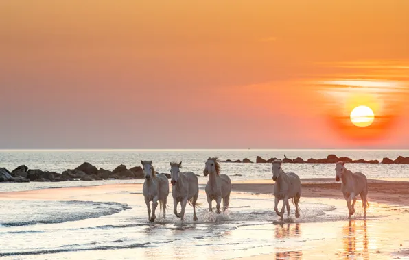 Картинка море, солнце, закат, природа, рассвет, берег, кони, лошади, белые, стадо, скакуны, стадо лошадей