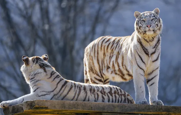 Картинка взгляд, ветки, природа, тигр, поза, пара, белые, тигры, два, голубой фон, два тигра