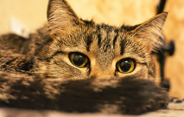 Картинка кошка, глаза, кот, взгляд, портрет, хвост, лежит, мордашка