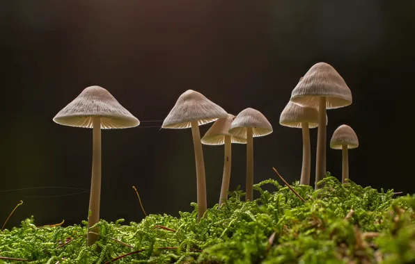 Картинка лес, грибы, мох, малютки