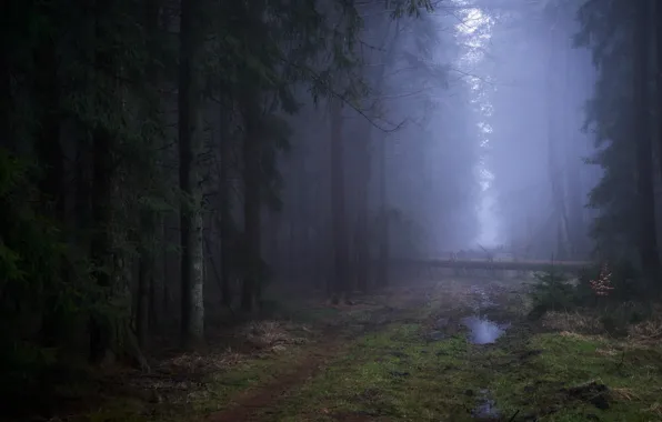 Картинка дорога, лес, деревья, природа, туман, лужа
