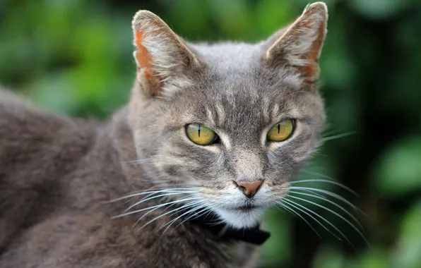 Картинка кошка, кот, взгляд, морда, серый, портрет, ошейник, зеленый фон, боке, выразительный