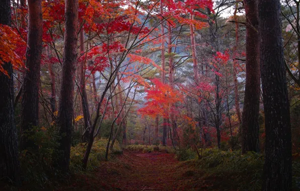 Картинка осень, лес, деревья, природа, красота