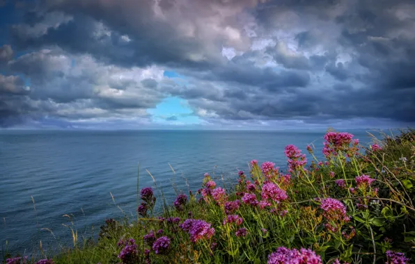 Картинка море, цветы, тучи