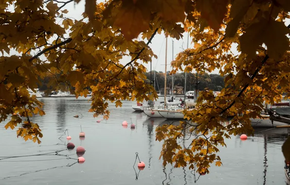 Картинка осень, город, озеро, река, яхта, Корабль