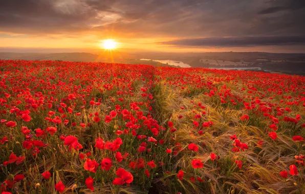 Картинка поле, небо, трава, солнце, облака, цветы, маки, красные, колосья