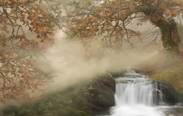 Картинка осень, лес, деревья, ветки, природа, туман, камни, водопад