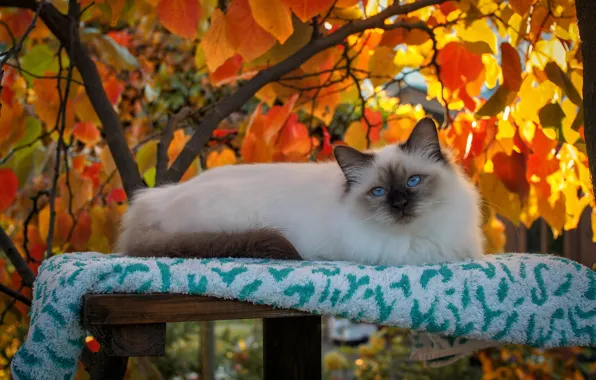 Картинка кошка, кот, взгляд, листья, свет, ветки, природа, уют, дерево, отдых, листва, красота, полотенце, лежит, голубые …