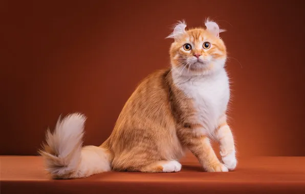 Картинка кошка, кот, взгляд, поза, котенок, лапки, пушистый, рыжий, мордочка, милый, котёнок, оранжевый фон, сидит, лапочка, …