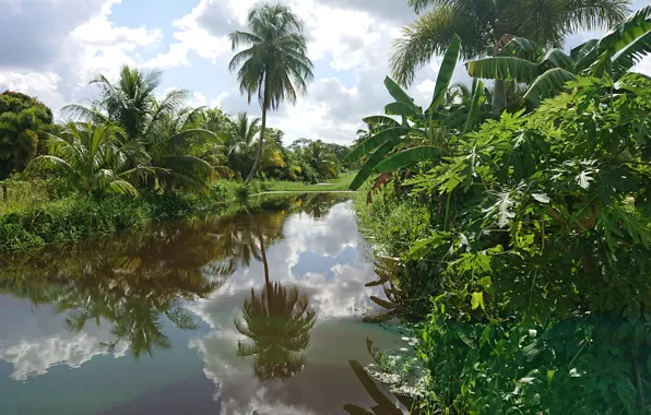 Картинка Plantage in Suriname, Nature in Sutiname, Spieringshoek Suriname