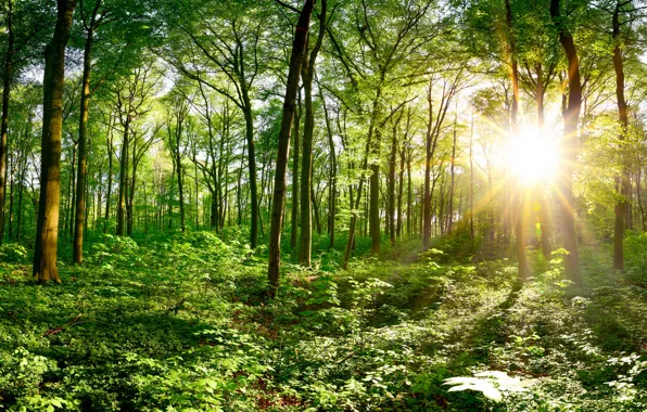 Картинка зелень, лес, солнце, деревья, ветки, заросли, панорама, кусты