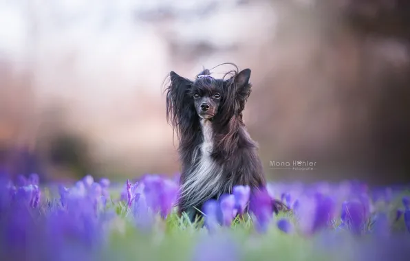 Картинка цветы, собака, крокусы, боке, лохматая, Китайская хохлатая собака